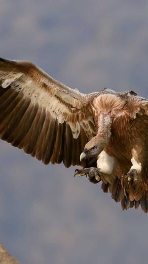 做站群泛目录截图2