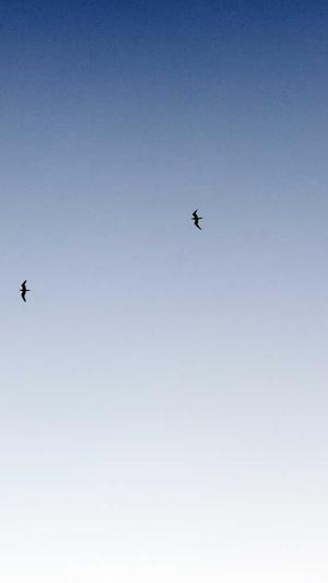 seo站长工具综合查询截图3