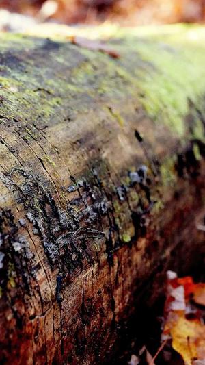 深圳营销型网站建设截图3