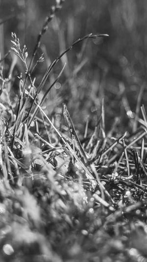 小旋风蜘蛛池修复版截图1