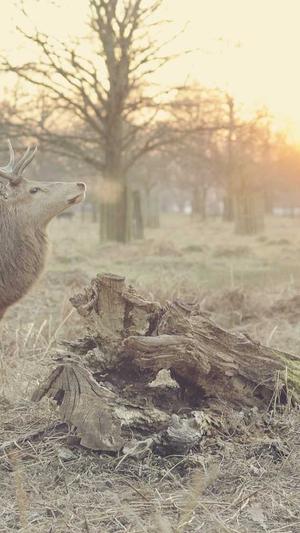 泛目录生成截图4