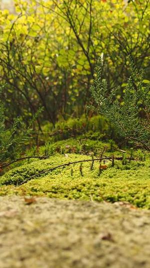 泛目录伪静态截图3