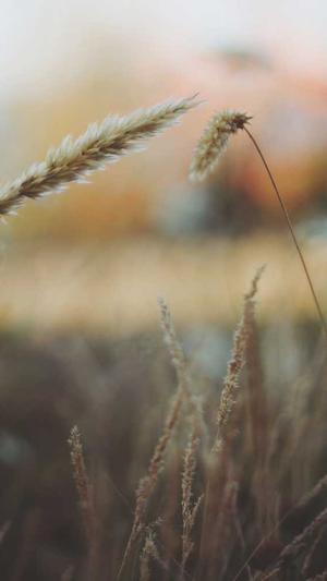 seo排名优化课程截图4