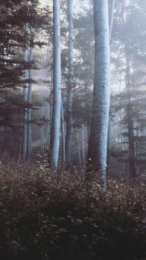 百度外推关键词泛目录截图1